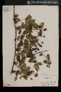 Rubus enslenii image