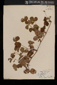 Rubus hispidus image