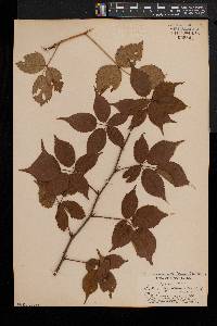 Rubus noveboracus image