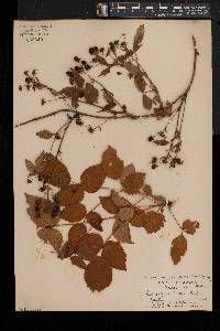 Rubus noveboracus image