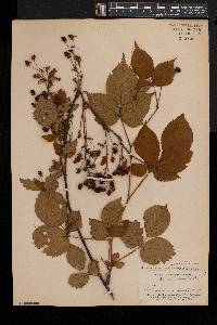 Rubus noveboracus image