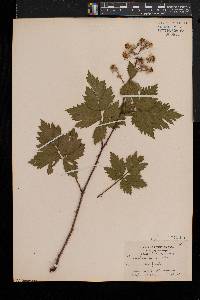 Rubus laciniatus image