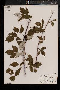 Rubus occidentalis image