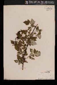 Rubus occidentalis image