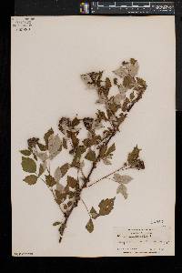 Rubus occidentalis image