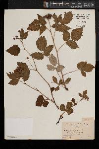 Rubus occidentalis image