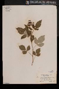 Rubus occidentalis image