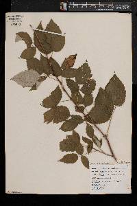 Rubus occidentalis image