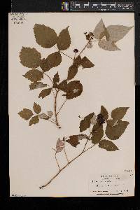 Rubus occidentalis image