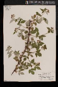 Rubus occidentalis image