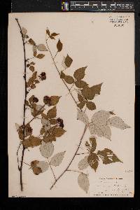 Rubus occidentalis image