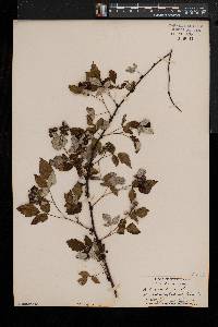 Rubus occidentalis image