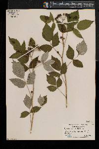 Rubus occidentalis image