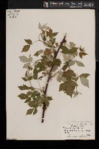 Rubus occidentalis image