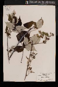 Rubus occidentalis image