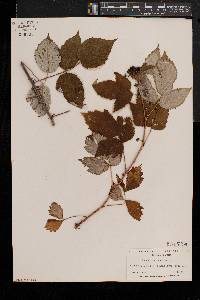 Rubus occidentalis image