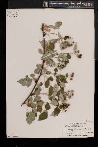 Rubus occidentalis image