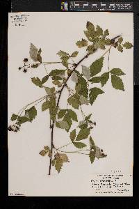 Rubus occidentalis image