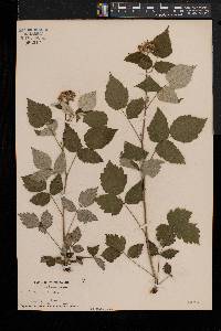 Rubus occidentalis image