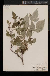 Rubus occidentalis image