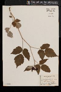 Rubus occidentalis image