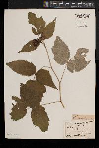 Rubus occidentalis image