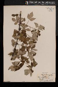 Rubus occidentalis image