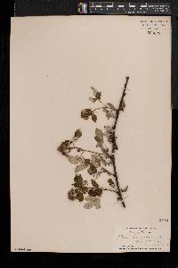 Rubus occidentalis image