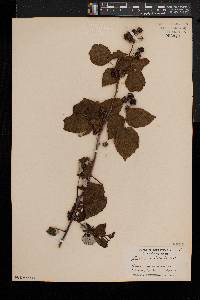 Rubus occidentalis image