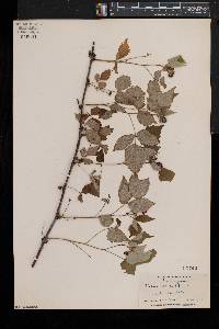 Rubus occidentalis image