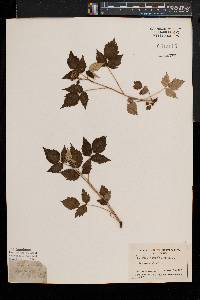 Rubus occidentalis image