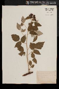 Rubus occidentalis image