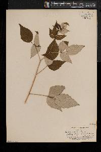 Rubus occidentalis image