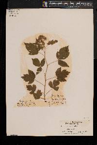 Rubus occidentalis image