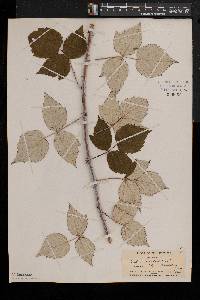 Rubus occidentalis image