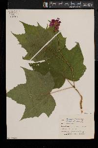 Rubus odoratus image