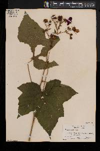 Rubus odoratus image