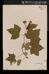 Rubus odoratus image