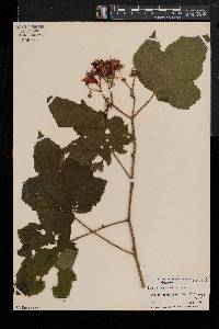 Rubus odoratus image