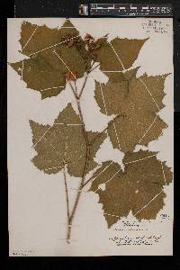 Rubus odoratus image