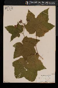 Rubus odoratus image