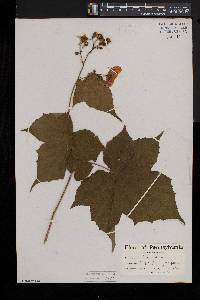 Rubus odoratus image