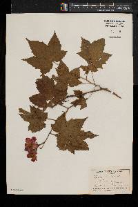 Rubus odoratus image