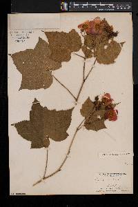 Rubus odoratus image