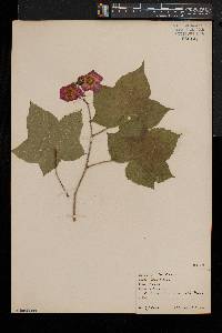 Rubus odoratus image