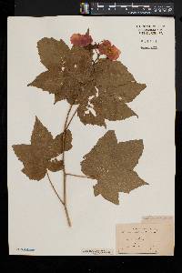 Rubus odoratus image