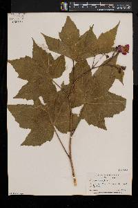 Rubus odoratus image