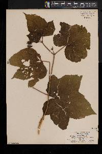 Rubus odoratus image