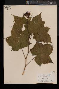 Rubus odoratus image