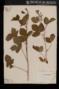 Rubus porteri image